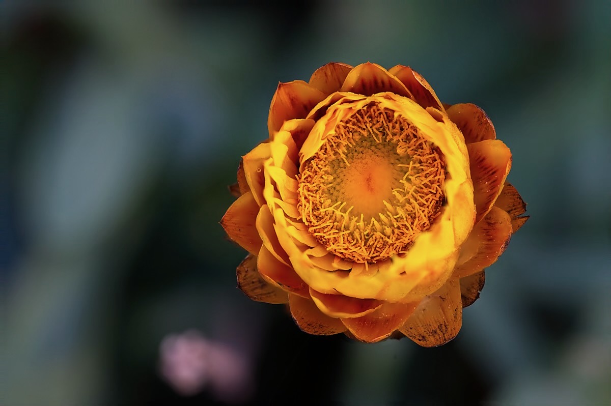 Golden Everlasting