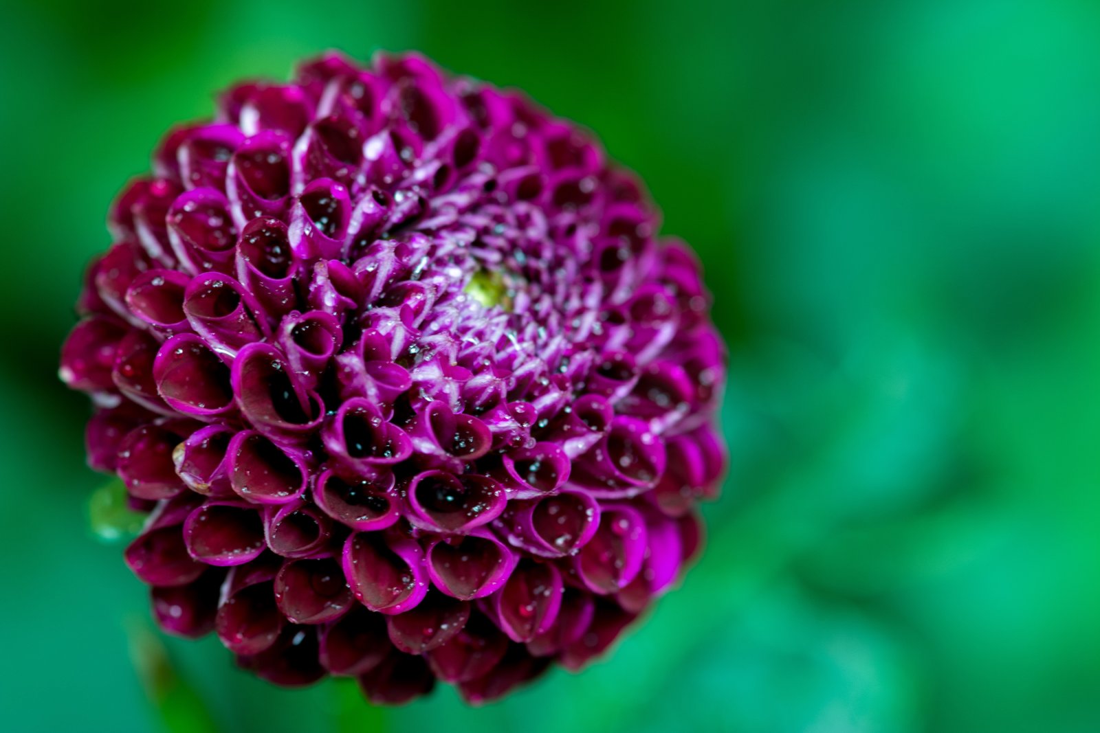 Pompon Dahlia