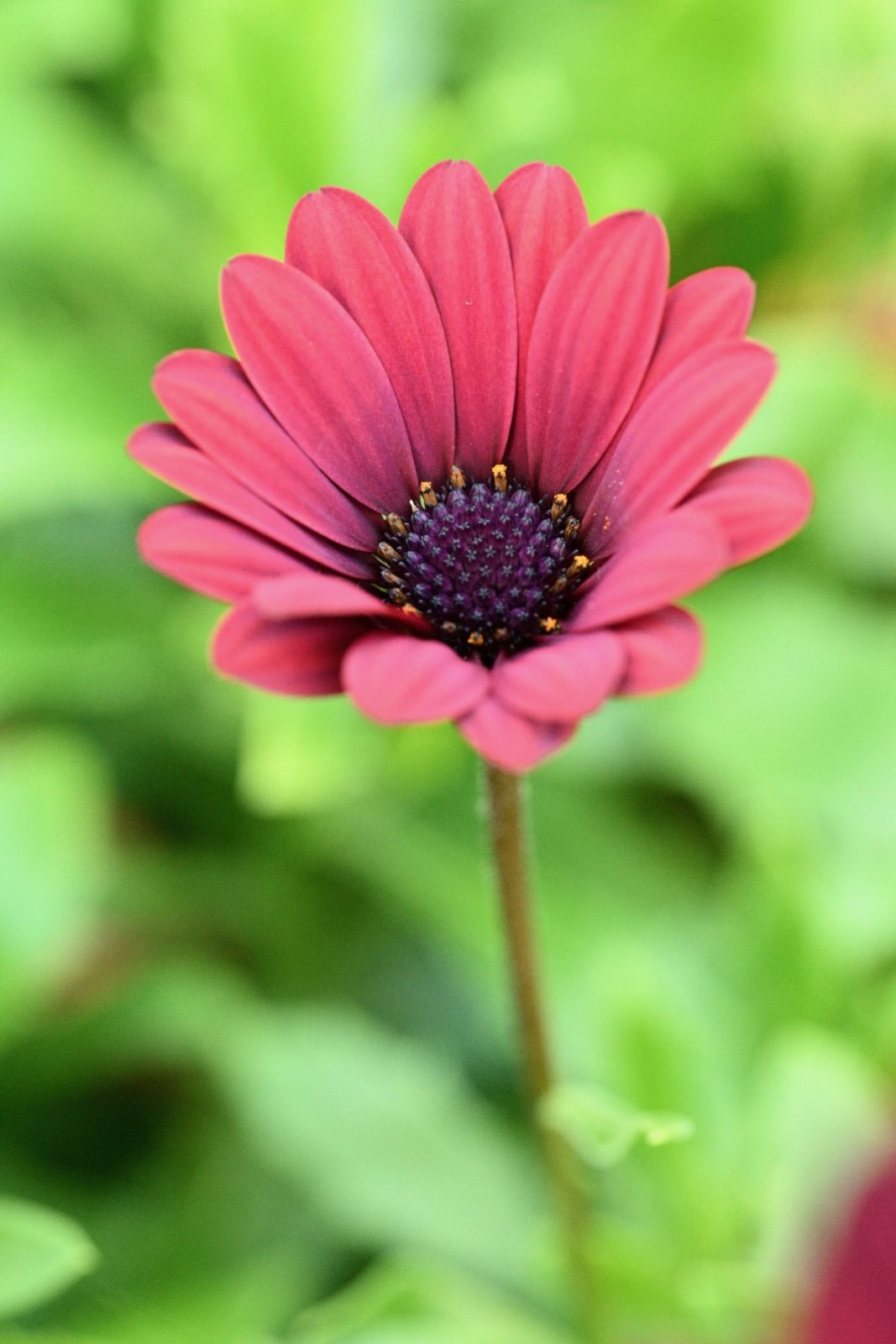 African Daisy