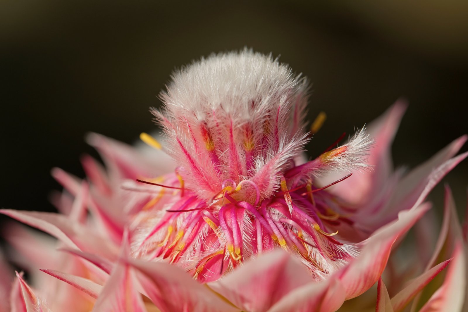 King Protea