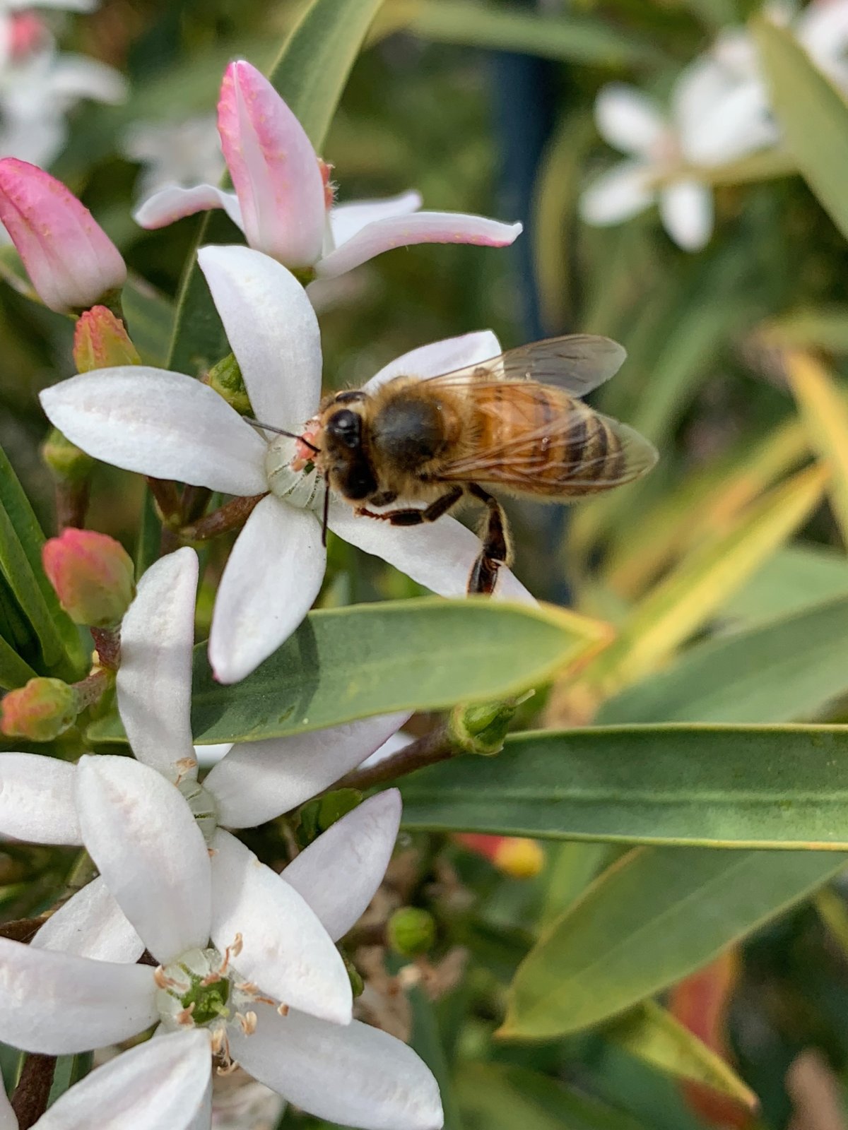 Bee